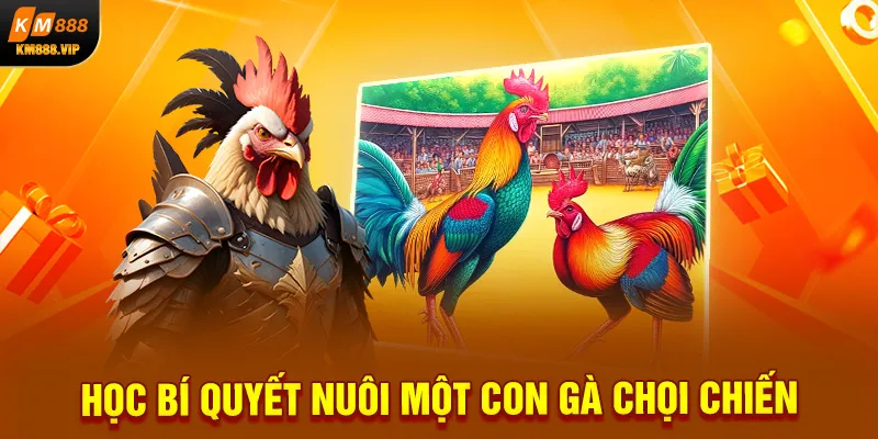 Học bí quyết nuôi một con gà chọi chiến