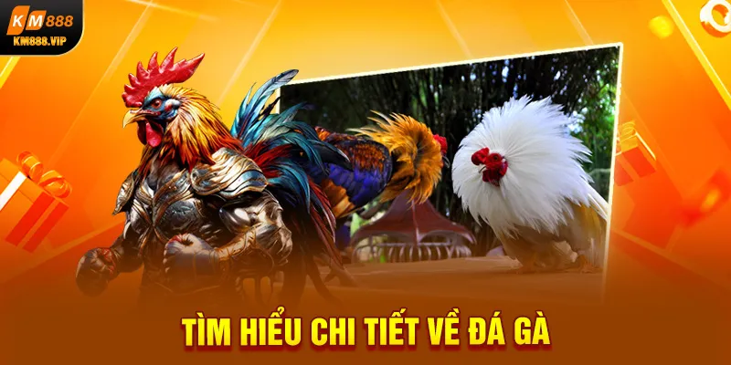 Tìm hiểu chi tiết về đá gà